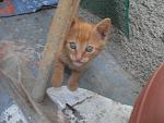     
: SDC13939.JPG
: 11
:	273.9 
ID:	10004405
