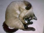     
: 24022010096.jpg
: 19
:	97.6 
ID:	1000456