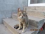     
: DSCN3578.jpg
: 8
:	133.3 
ID:	10007318