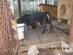     
: DSCN3595.jpg
: 12
:	135.6 
ID:	10007565