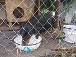     
: DSCN3596.jpg
: 10
:	132.3 
ID:	10007567