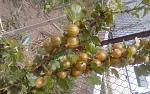     
: 20150627_142648.jpg
: 5
:	156.1 
ID:	10011671