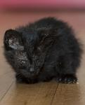     
: _SILEOnd77c.jpg
: 9
:	85.3 
ID:	10013779