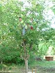     
: DSC02687.jpg
: 42
:	199.9 
ID:	10029482