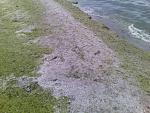     
: 11703040_769230423189465_7760159641062059982_n.jpg
: 55
:	125.6 
ID:	10041301
