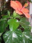     
: P6290012.jpg
: 11
:	126.5 
ID:	10054085