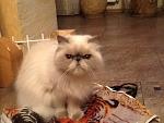     
: image.jpg
: 18
:	206.4 
ID:	10059012