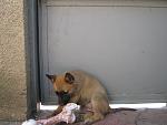     
: IMG_5474.jpg
: 11
:	115.8 
ID:	10061223