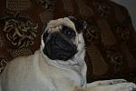     
: DSC_0047.jpg
: 27
:	89.4 
ID:	10061709