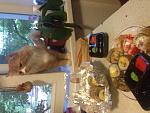     
: image.jpg
: 36
:	125.7 
ID:	10061732