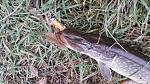    
: 20141122_091126.jpg
: 176
:	153.1 
ID:	10063410