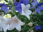     
: DSC03601.jpg
: 6
:	106.5 
ID:	10065831