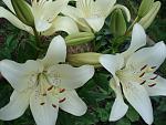     
: DSC03583.jpg
: 6
:	105.1 
ID:	10065857