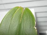     
: IMG_7285.jpg
: 80
:	110.4 
ID:	1007972
