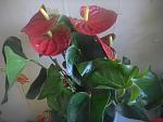     
: DSCN4135.jpg
: 4
:	112.2 
ID:	10085096