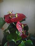     
: DSCN4136.jpg
: 7
:	72.0 
ID:	10085097