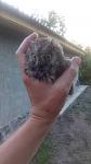     
: IMG_20150719_205636.jpg
: 42
:	58.2 
ID:	10088643