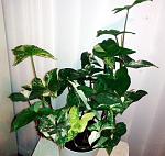     
: 20150719_224631.jpg
: 28
:	109.5 
ID:	10088984