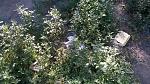     
: WP_20150716_08_45_56_Pro.jpg
: 8
:	251.6 
ID:	10103272