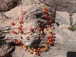     
: 20150726_123146.jpg
: 12
:	257.6 
ID:	10109945