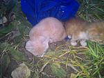     
: P_20150727_203634.jpg
: 8
:	174.7 
ID:	10114283