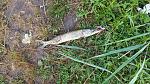     
: 20150728_055510.jpg
: 162
:	264.2 
ID:	10116653