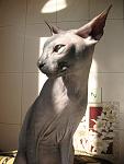     
: IMG_7214.jpg
: 27
:	78.5 
ID:	1012212