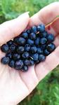    
: 20150723074111.jpg
: 23
:	48.9 
ID:	10124655