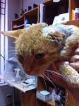     
: IMG_2088.jpg
: 9
:	91.7 
ID:	10139129