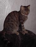     
: PICT2603.JPG
: 12
:	159.8 
ID:	1015160