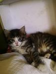     
: Фото-0754.jpg
: 12
:	58.2 
ID:	10164360