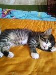    
: Фото-0777.jpg
: 9
:	81.4 
ID:	10174611