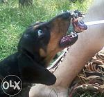     
: so5YBLun6cE.jpg
: 36
:	39.3 
ID:	10176647
