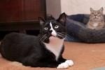     
: DSC_3856.jpg
: 85
:	78.6 
ID:	10183020
