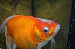     
: DSC_0464.jpg
: 20
:	61.8 
ID:	10196714