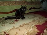     
: 100_1313.jpg
: 17
:	126.6 
ID:	1020026