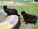     
: 100_1370.jpg
: 21
:	276.2 
ID:	1020144