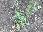     
: P_20150819_093842_BF.jpg
: 28
:	305.6 
ID:	10201933