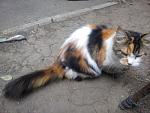     
: Кошечка1.jpg
: 12
:	115.0 
ID:	10206505