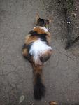     
: Кошечка2.jpg
: 12
:	109.6 
ID:	10206506