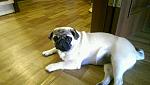     
: 1440600267563_3.jpg
: 15
:	104.1 
ID:	10226416
