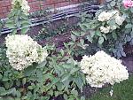     
: 20150820_165737.jpg
: 26
:	253.8 
ID:	10226480