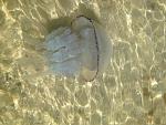    
: IMG_4990.jpg
: 42
:	131.4 
ID:	10240158