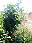     
: 20150831_131644.jpg
: 94
:	171.9 
ID:	10243456