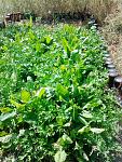     
: 20150831_131620.jpg
: 45
:	238.0 
ID:	10243457