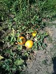     
: 20150831_131816.jpg
: 12
:	231.1 
ID:	10243462