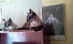     
: 2015-06-14 12.35.36.jpg
: 12
:	99.4 
ID:	10244516
