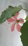     
: IMAG0238.jpg
: 11
:	53.2 
ID:	10261429