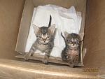     
: IMG_2609.jpg
: 6
:	109.9 
ID:	10324899
