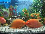     
: IMG_1328.jpg
: 26
:	227.2 
ID:	10339378